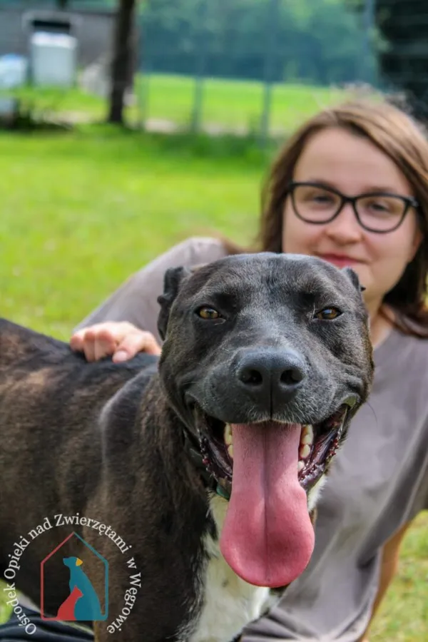 Pies do adopcji, Węgrowo, 30 kwietnia 2024 (3/5)