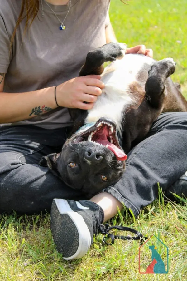 Pies do adopcji, Węgrowo, 30 kwietnia 2024 (4/5)