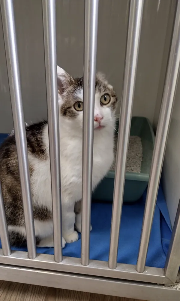 Kot do adopcji, Orzechowce, 21 marca 2024 (1/2)