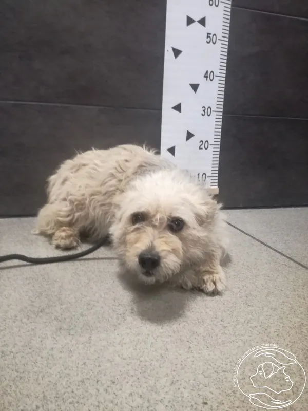 Znaleziono psa, Chełmek, 17 maja 2024