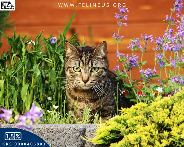 Kot do adopcji, Rzeszów, 19 maja 2024 (1/6)