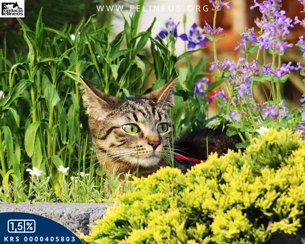 Kot do adopcji, Rzeszów, 19 maja 2024 (2/6)