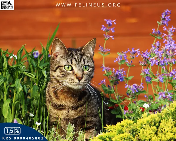 Kot do adopcji, Rzeszów, 19 maja 2024 (3/6)