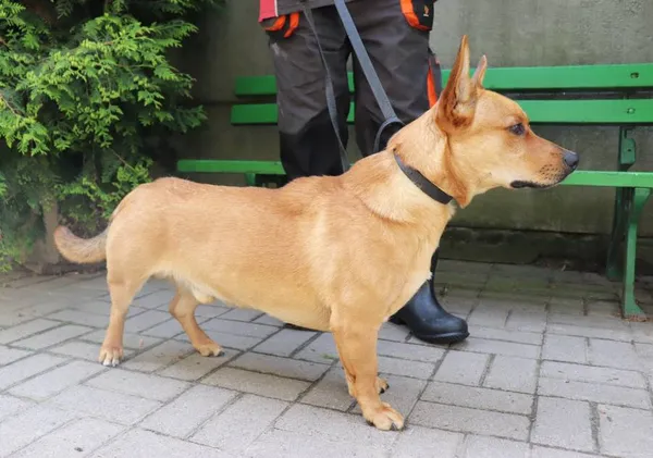 Znaleziono psa, Łódź, 19 maja 2024 (2/4)