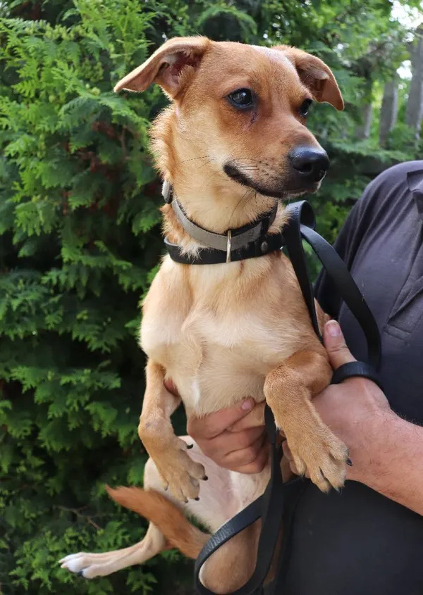 Znaleziono psa, Łódź, 18 maja 2024 (1/4)