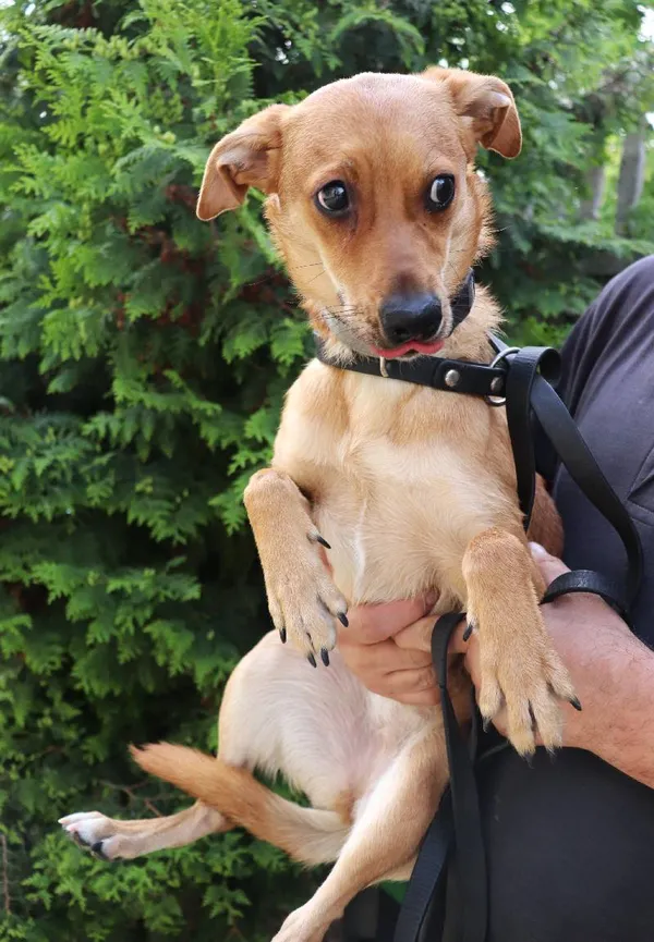 Znaleziono psa, Łódź, 18 maja 2024 (3/4)