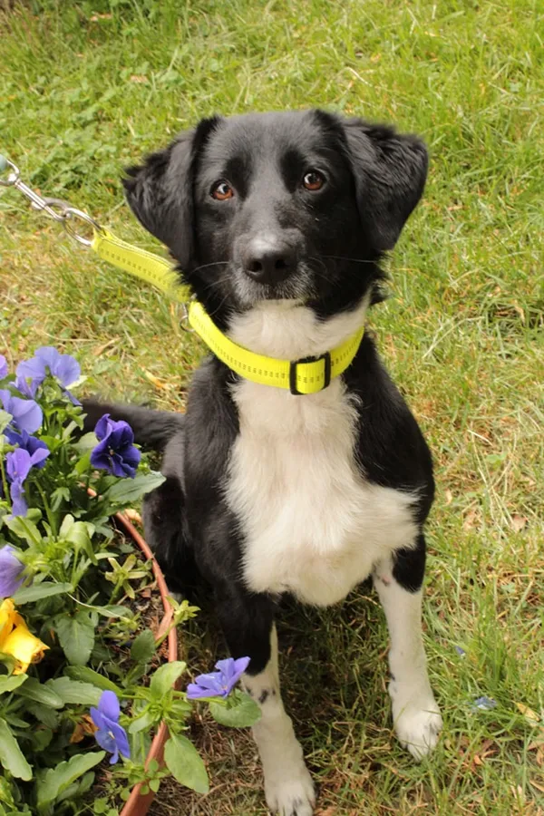 Pies do adopcji, Jelenia Góra, 29 kwietnia 2024 (2/4)