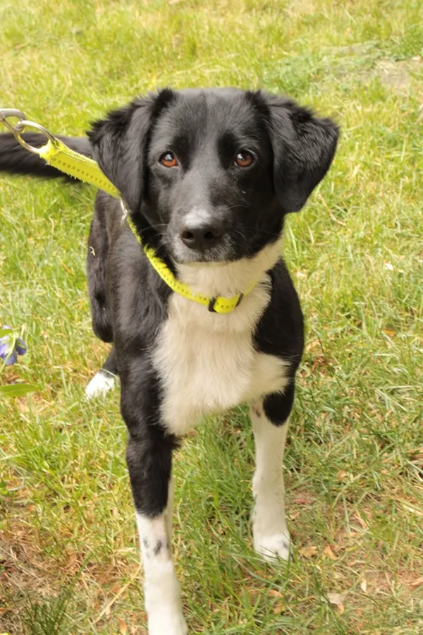 Pies do adopcji, Jelenia Góra, 29 kwietnia 2024 (3/4)