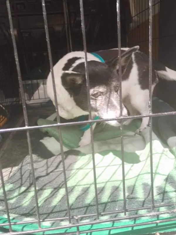 Znaleziono psa, Sosnowiec, 16 maja 2024 (2/2)