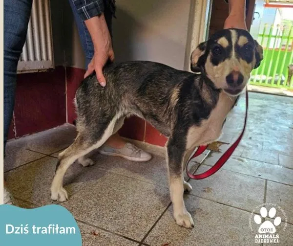 Znaleziono psa, Dąbrówka, 17 maja 2024 (1/2)