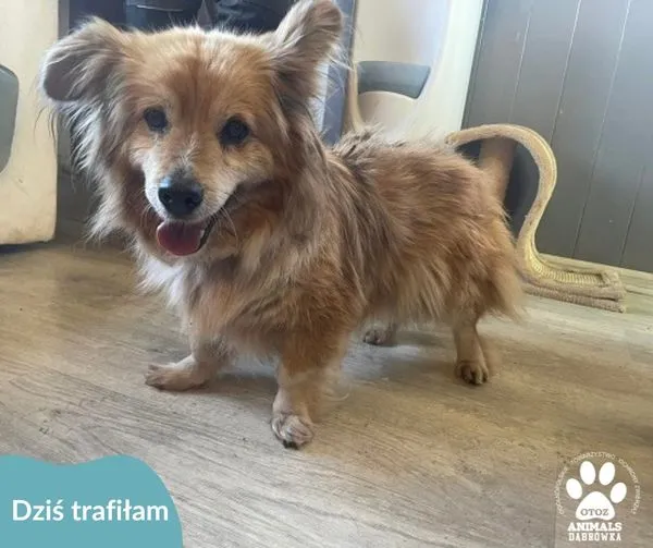 Znaleziono psa, Dąbrówka, 17 maja 2024 (1/2)