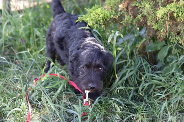 Pies do adopcji, Dłużyna Górna, 20 maja 2024 (1/5)