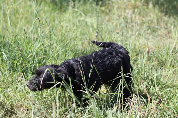 Pies do adopcji, Dłużyna Górna, 20 maja 2024 (2/5)