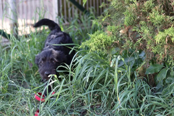 Pies do adopcji, Dłużyna Górna, 20 maja 2024 (3/5)