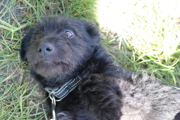 Pies do adopcji, Dłużyna Górna, 20 maja 2024 (4/5)