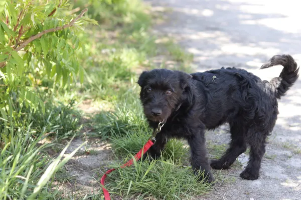 Pies do adopcji, Dłużyna Górna, 20 maja 2024 (5/5)