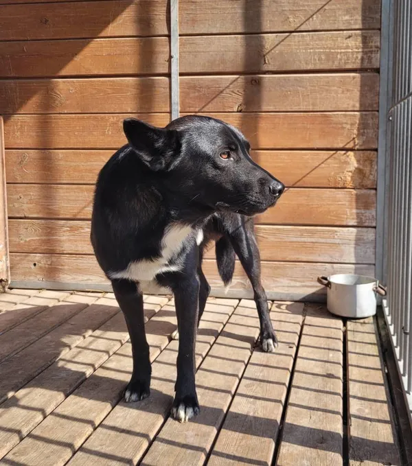 Znaleziono psa, Łódź, 19 maja 2024 (3/3)