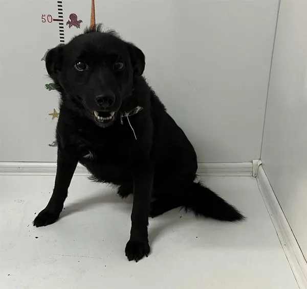 Pies do adopcji, Bytom, 20 maja 2024