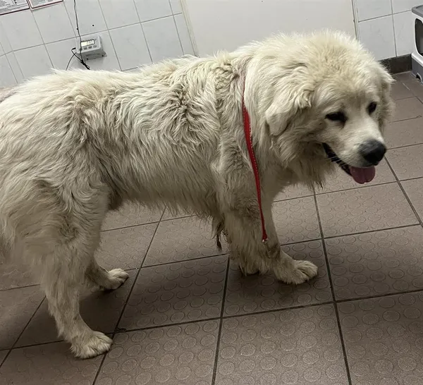 Pies do adopcji, Bytom, 20 maja 2024