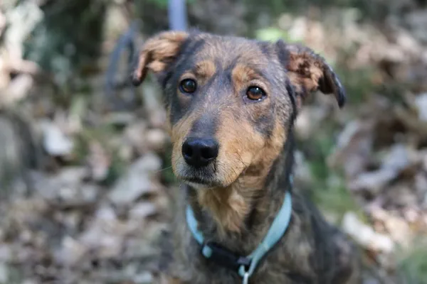 Pies do adopcji, Dłużyna Górna, 20 maja 2024 (1/5)