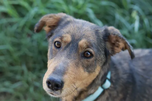 Pies do adopcji, Dłużyna Górna, 20 maja 2024 (2/5)