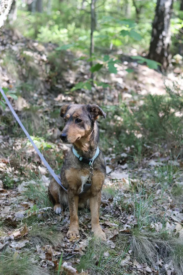 Pies do adopcji, Dłużyna Górna, 20 maja 2024 (3/5)