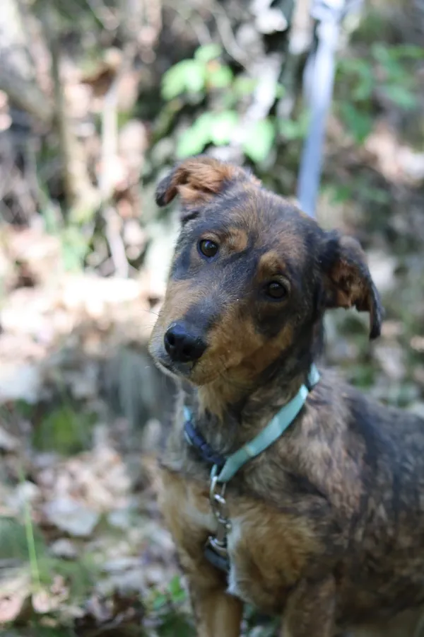 Pies do adopcji, Dłużyna Górna, 20 maja 2024 (4/5)