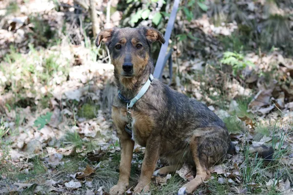 Pies do adopcji, Dłużyna Górna, 20 maja 2024 (5/5)