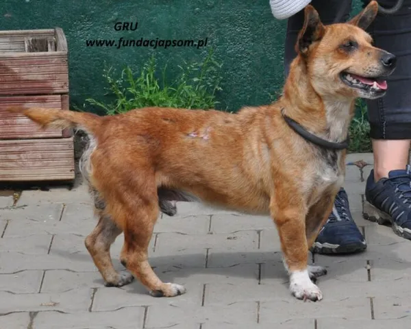 Pies do adopcji, Nowy Dwór Mazowiecki, 20 maja 2024 (3/5)
