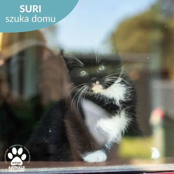 Kot do adopcji, Dąbrówka, 20 maja 2024 (5/5)