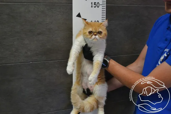 Znaleziono kota, Chełmek, 20 maja 2024