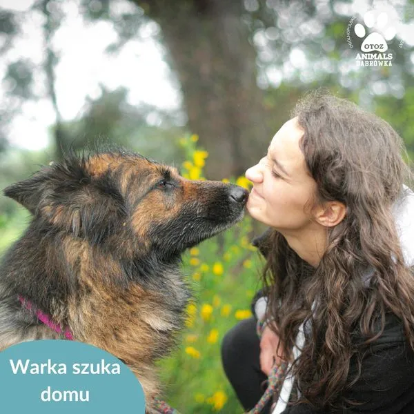 Pies do adopcji, Dąbrówka, 20 maja 2024 (3/5)