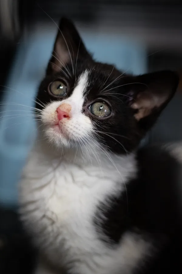 Znaleziono kota, Sosnowiec, 17 maja 2024 (1/2)