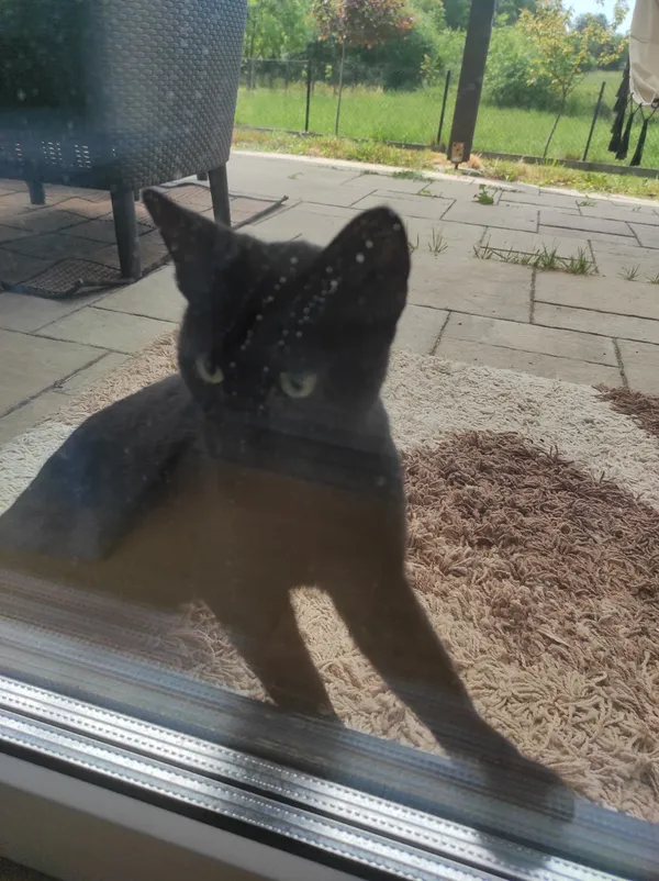 Znaleziono kota, Rzeszów, Zawiszy Czarnego, 21 maja 2024 (1/3)