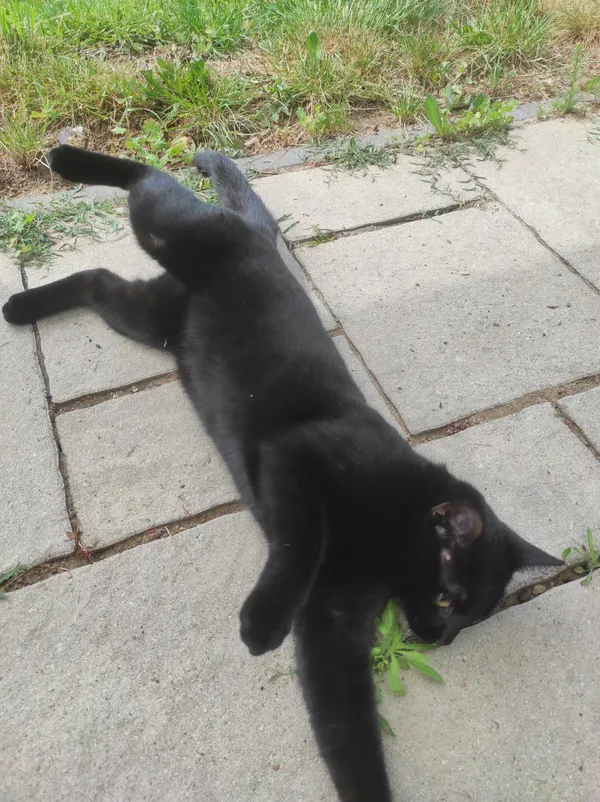 Znaleziono kota, Rzeszów, Zawiszy Czarnego, 21 maja 2024 (3/3)