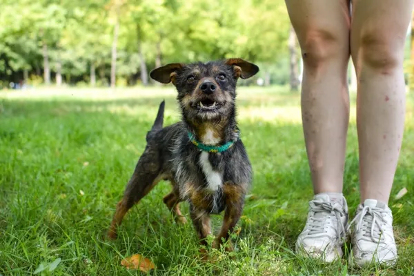 Pies do adopcji, Radom, 14 lipca 2024 (2/5)