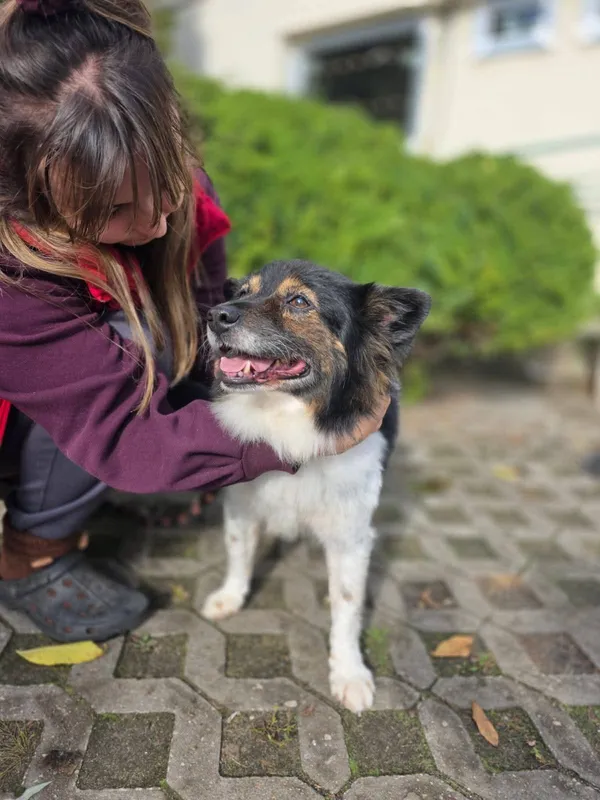 Pies do adopcji, Radom, 16 października 2025 (4/5)