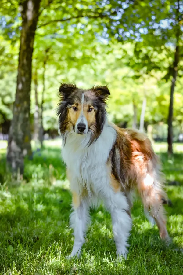 Pies do adopcji, Radom, 14 lipca 2024 (1/5)