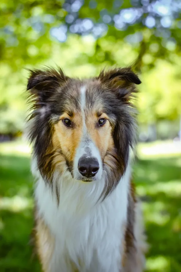 Pies do adopcji, Radom, 14 lipca 2024 (3/5)