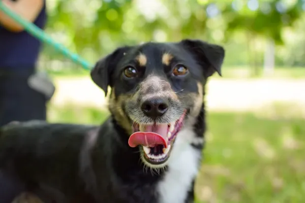 Pies do adopcji, Radom, 17 czerwca 2024 (1/5)