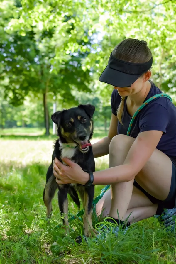 Pies do adopcji, Radom, 17 czerwca 2024 (2/5)