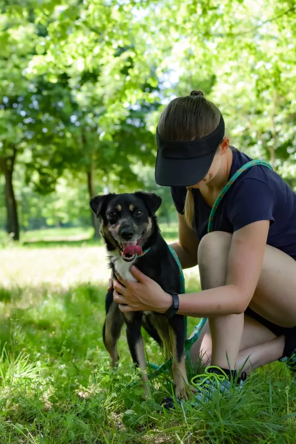 Pies do adopcji, Radom, 17 czerwca 2024 (3/5)