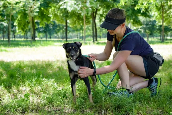 Pies do adopcji, Radom, 17 czerwca 2024 (4/5)