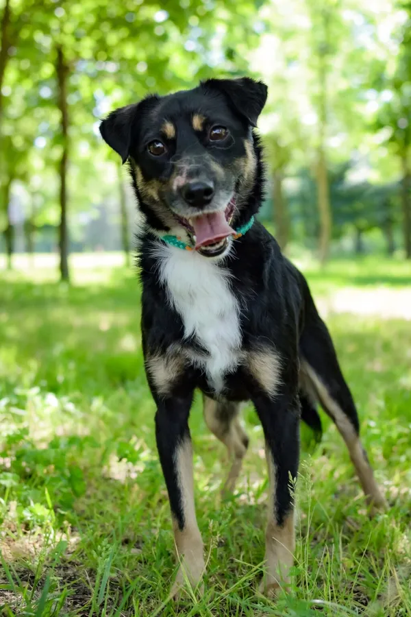 Pies do adopcji, Radom, 17 czerwca 2024 (5/5)