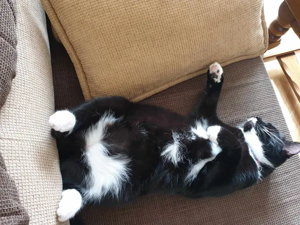 Zaginął kot, Luboń, Stary Luboń, 21 maja 2024 (2/4)