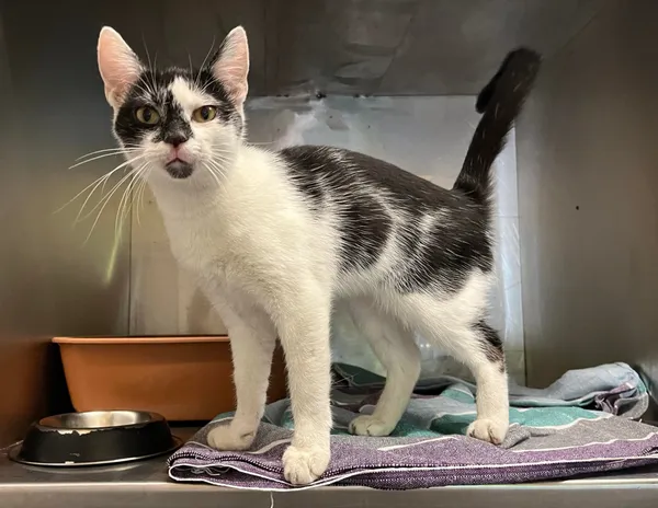 Kot do adopcji, Włocławek, 20 maja 2024 (1/2)