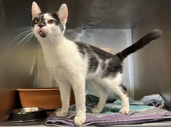 Kot do adopcji, Włocławek, 20 maja 2024 (2/2)