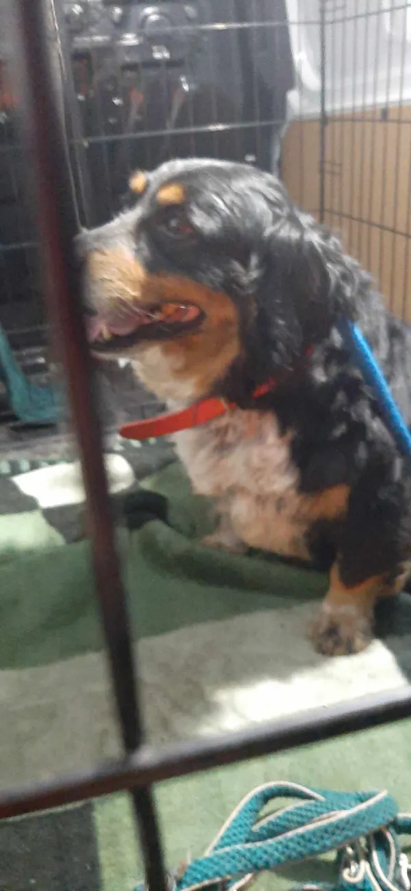 Znaleziono psa, Sosnowiec, 18 maja 2024