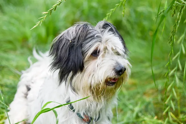 Znaleziono psa, Sosnowiec, 18 maja 2024 (2/5)