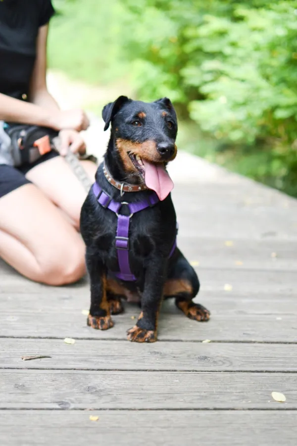 Znaleziono psa, Sosnowiec, 18 maja 2024 (2/5)